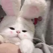 らむの画像