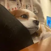 Esの画像