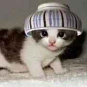 まめぽん