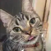 ソレイユ 舌しまい忘れちゅうの画像