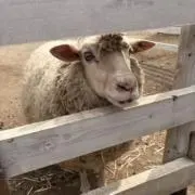 FJの画像