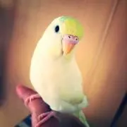 ステラ