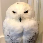 puemonnの画像