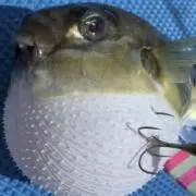 サバフグの画像