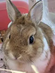 もくの画像