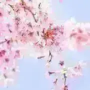 ❀MoMoNa❀