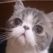 トシ