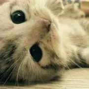 ユウ