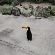 よももの画像