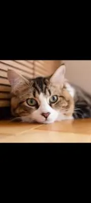 ねこの画像