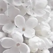 Kanaの画像