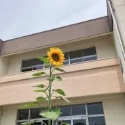み【断捨離中】の画像