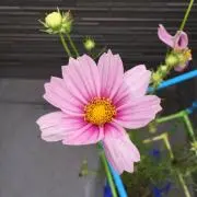 ハル