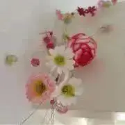 Clara※の画像