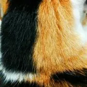 ちーたまの画像