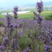 na【プロフ確認】の画像