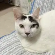 pepe