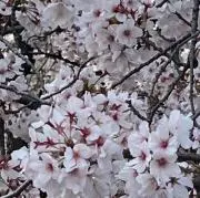 あっすー