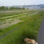 ☆ミツバ☆