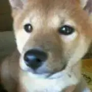 よーたろの画像