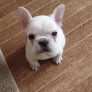 SHO