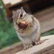 さの画像