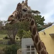 だるぶよ