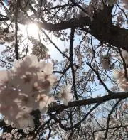 ごまのまご