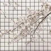 eの画像