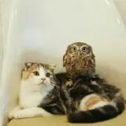 かっつ