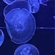 romuの画像