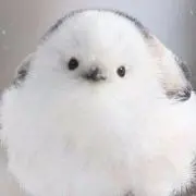 ロビン