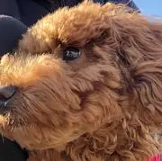 ツブパ