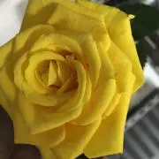 イエローローローズの画像