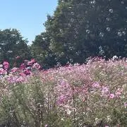 リーヤ☆プロフ確認お願いします。の画像