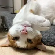 a★の画像