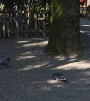 サリの画像