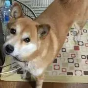 ひでぶーの画像