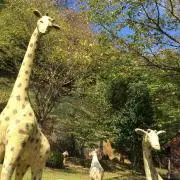 きりんの画像