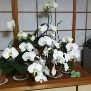カサブランカ