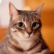 24の画像