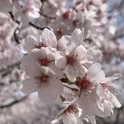 ちょび