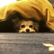 Rozeの画像