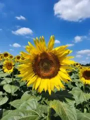 えりの画像