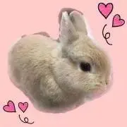 むぎの画像