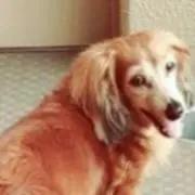 yusheraの画像
