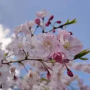 ❀karen❀の画像