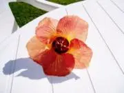 むさしまる【プロフ必読】の画像