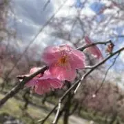 にしわ(断捨離中)の画像