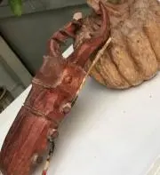かじり☆